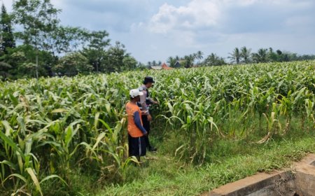 Polres Malang Kawal Ketahanan Pangan, Bhabinkamtibmas Turun ke Lahan Pertanian