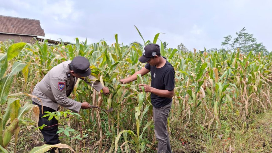 Jaga Stok Pangan, Polisi Malang Dampingi Petani Garap Lahan Produktif
