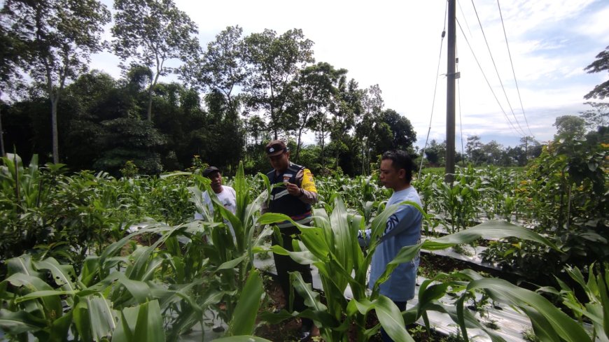 Bhabinkamtibmas Pantau Potensi Pangan di Wilayah Desa
