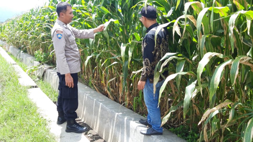 Dari Lahan hingga Panen, Polisi Ikut Jaga Produktivitas Pertanian Warga